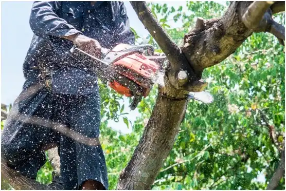 tree services Oconto Falls